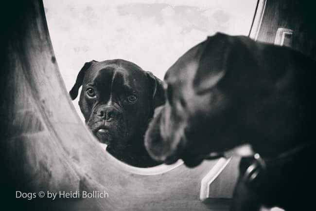 Der „Vorzeigehund“ - Ein Symptom unserer Zeit